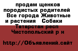 продам щенков породистых родителей - Все города Животные и растения » Собаки   . Татарстан респ.,Чистопольский р-н